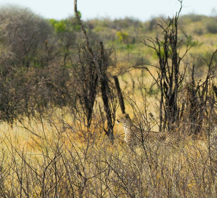 127-Botswana, Kalahari