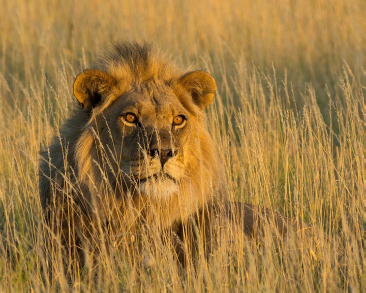 130-Botswana, Kalahari