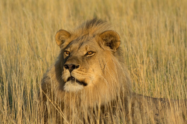 131-Botswana, Kalahari