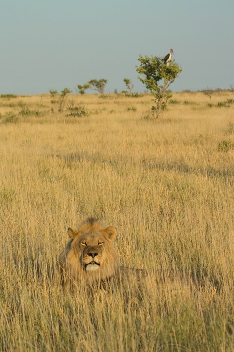 132-Botswana, Kalahari