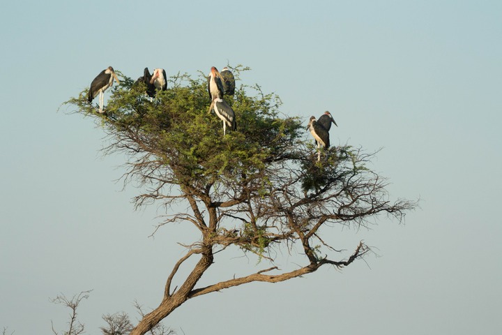 133-Botswana, Kalahari