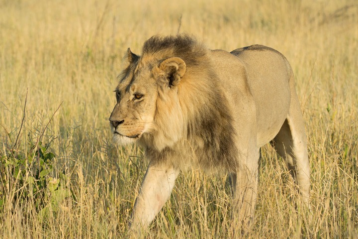 134-Botswana, Kalahari