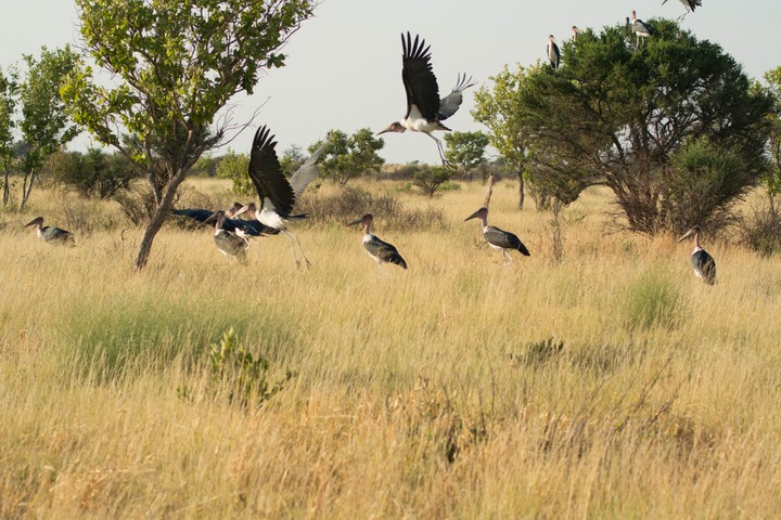 135-Botswana, Kalahari