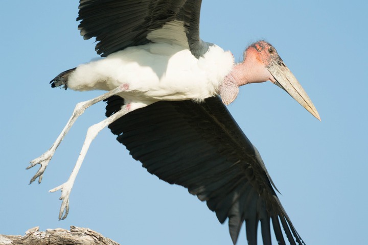 137-Botswana, Kalahari