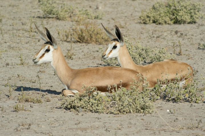 139-Botswana, Kalahari