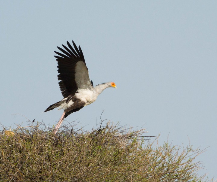140-Botswana, Kalahari