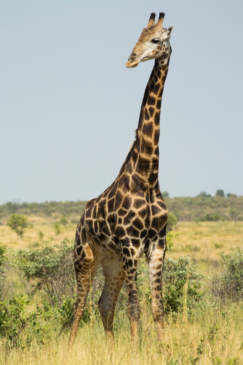 142-Botswana, Kalahari