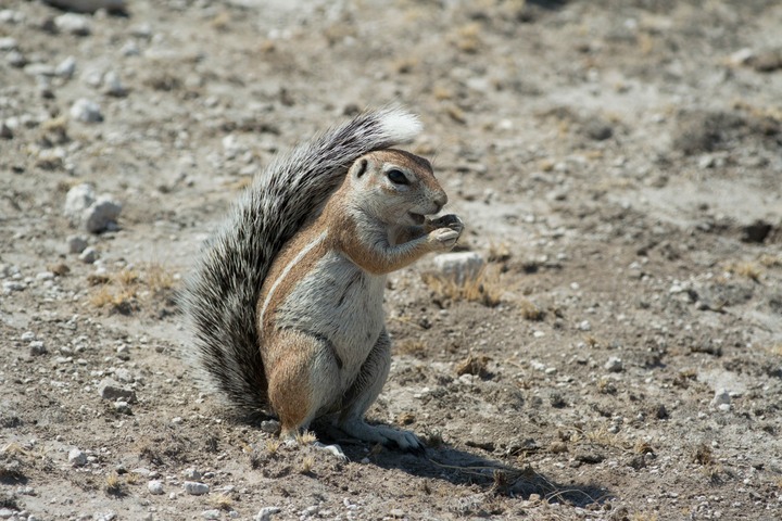 143-Botswana, Kalahari
