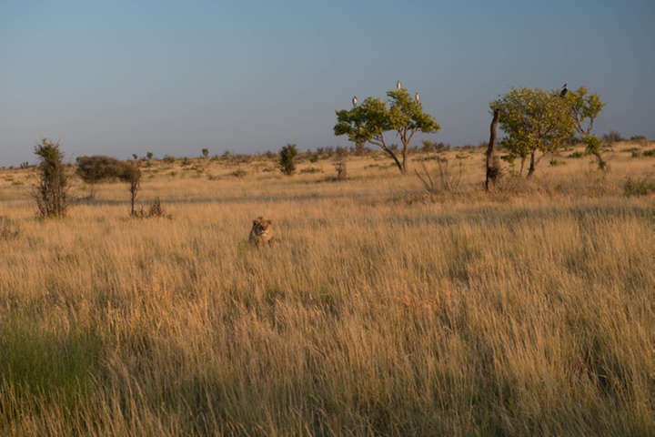 144-Botswana, Kalahari