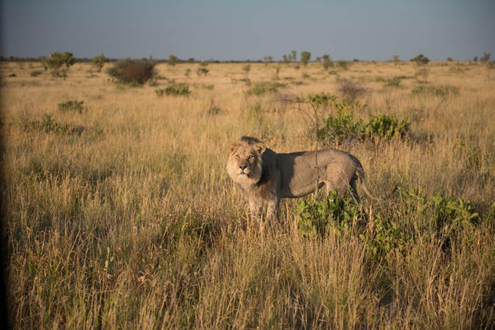 145-Botswana, Kalahari