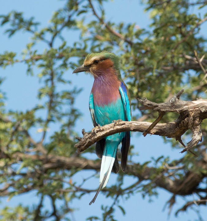 146-Botswana, Kalahari