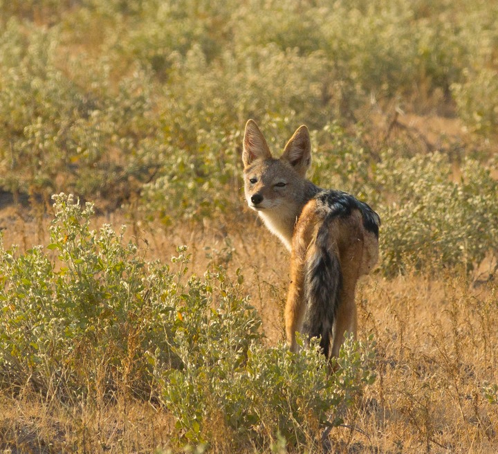 148-Botswana, Kalahari