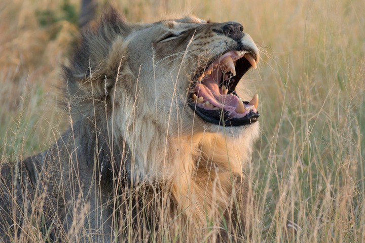 150-Botswana, Kalahari