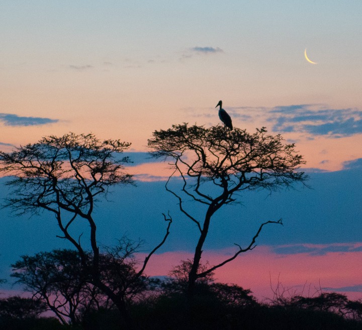 157-Botswana, Kalahari