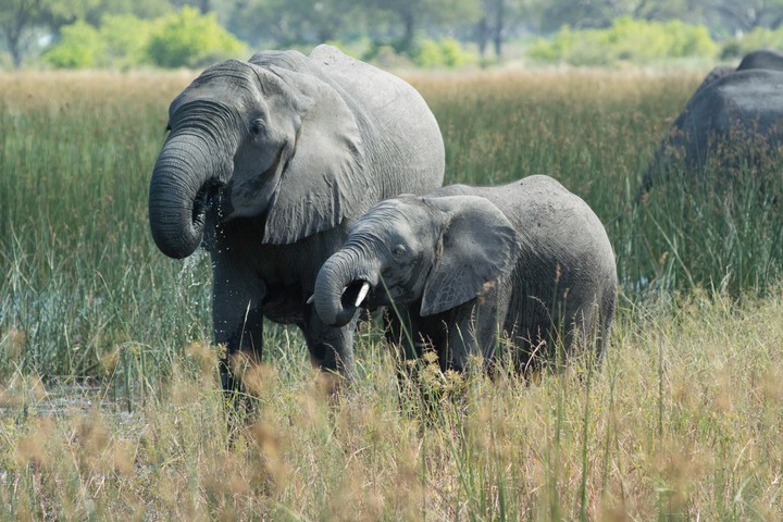 164-Botswana, Okavango