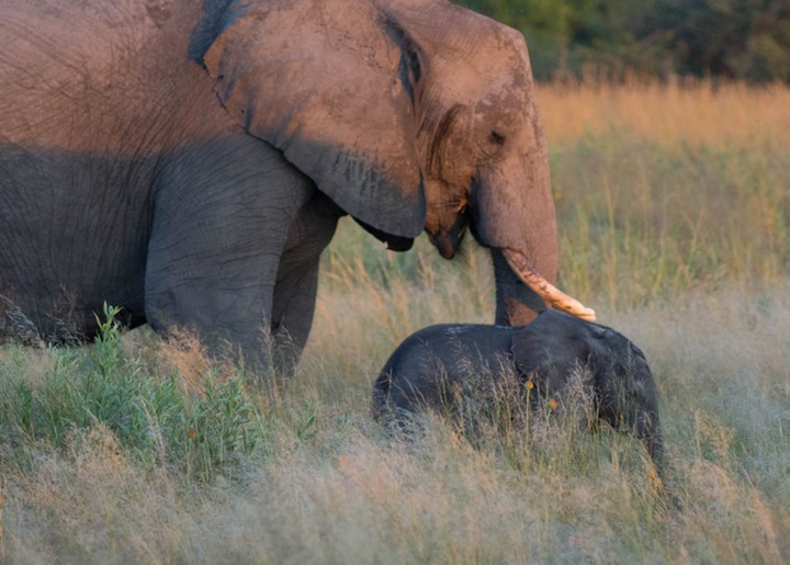 165-Botswana, Okavango