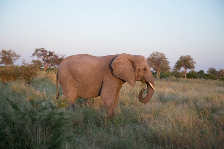 166-Botswana, Okavango