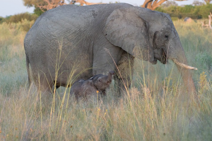 167-Botswana, Okavango