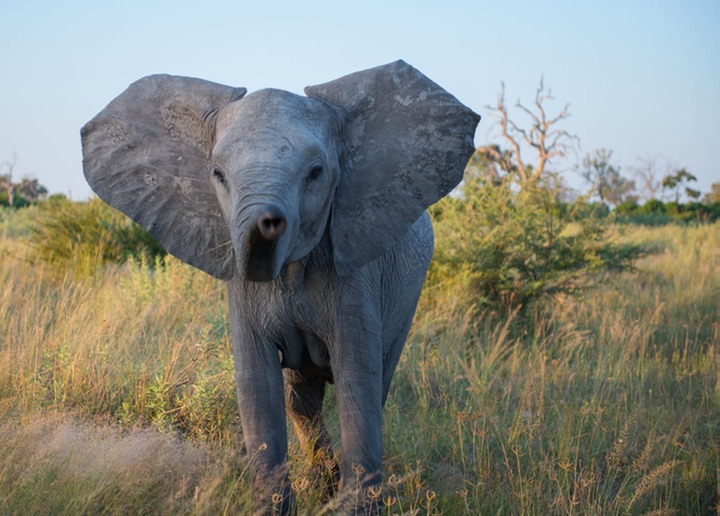 168-Botswana, Okavango