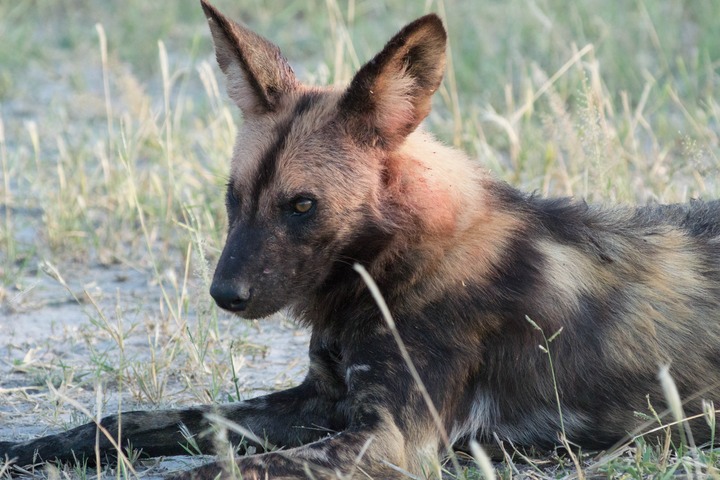170-Botswana, Okavango