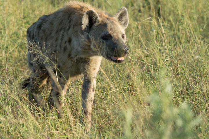 171-Botswana, Okavango