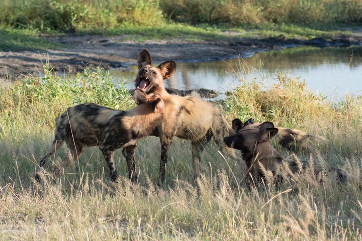 173-Botswana, Okavango