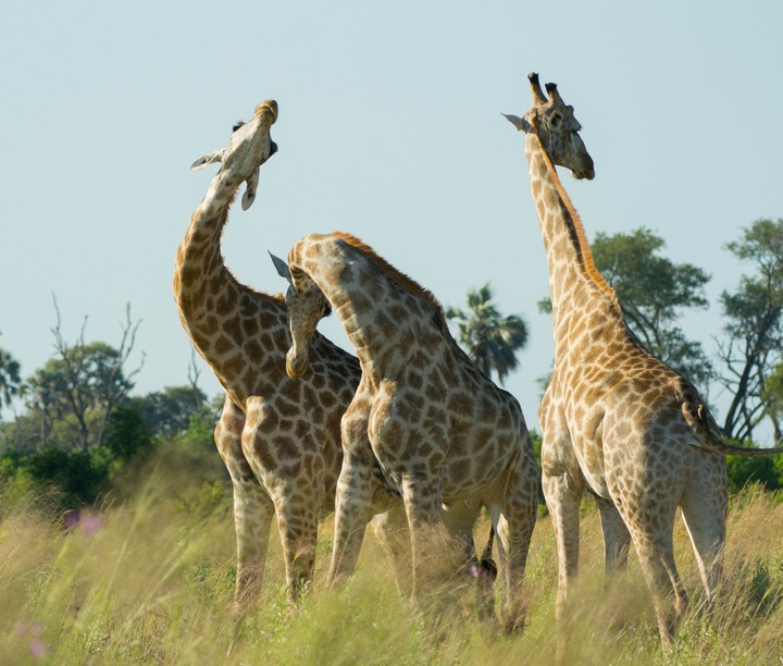 174-Botswana, Okavango