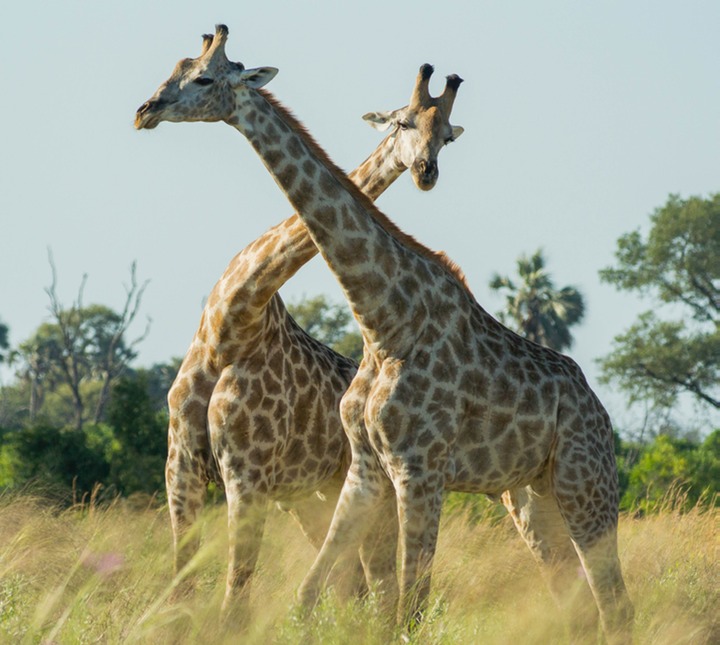 175-Botswana, Okavango