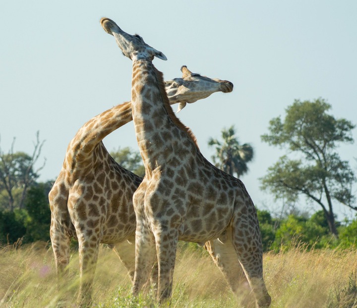 176-Botswana, Okavango