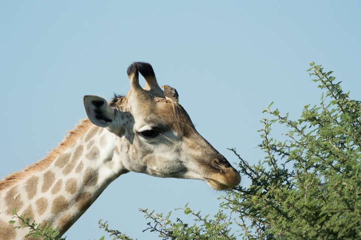 178-Botswana, Okavango