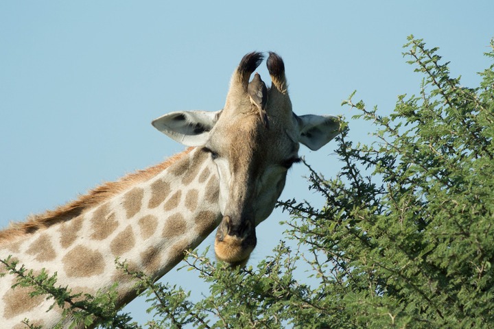 179-Botswana, Okavango
