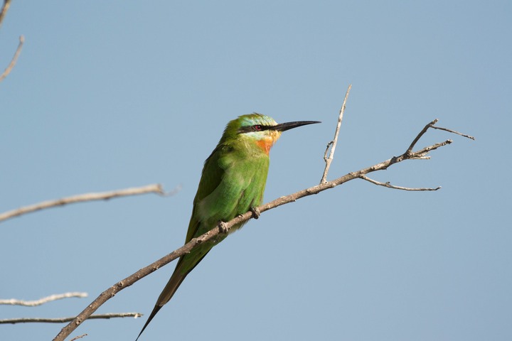 180-Botswana, Okavango