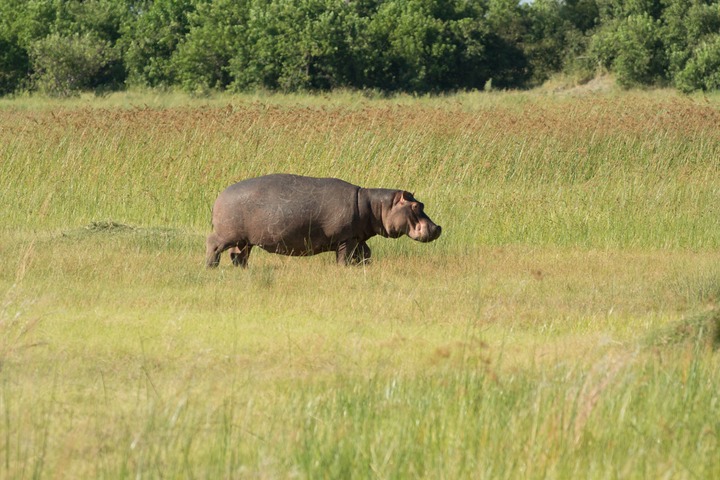 181-Botswana, Okavango