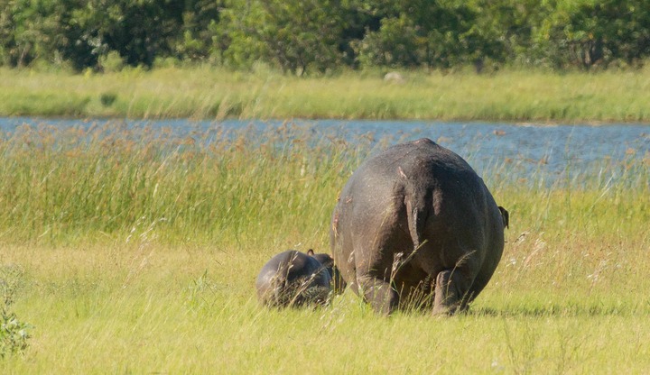 182-Botswana, Okavango