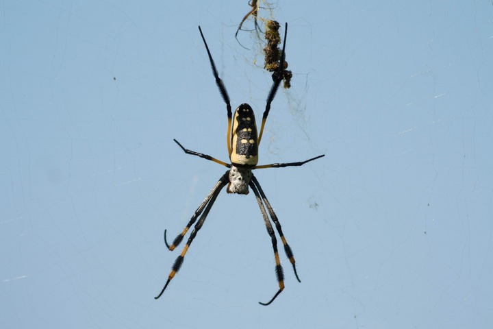 183-Botswana, Okavango