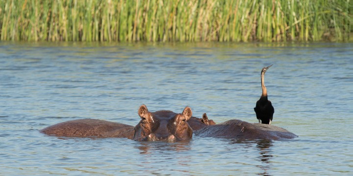 184-Botswana, Okavango