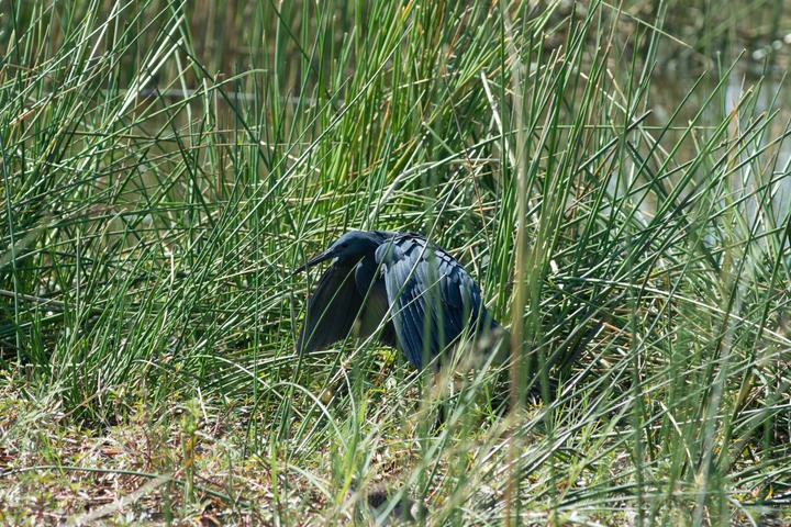 185-Botswana, Okavango