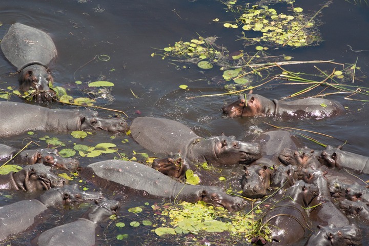 190-Botswana, Okavango