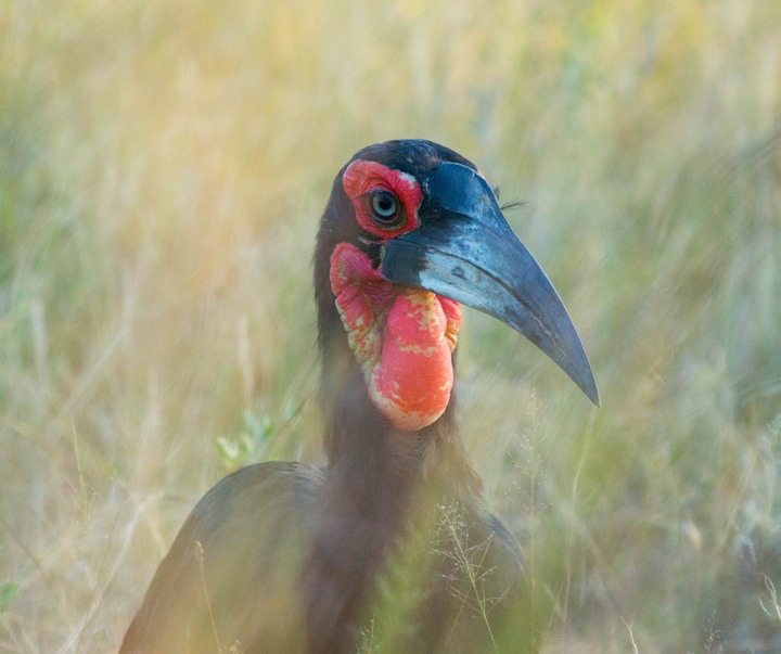 192-Botswana, Okavango
