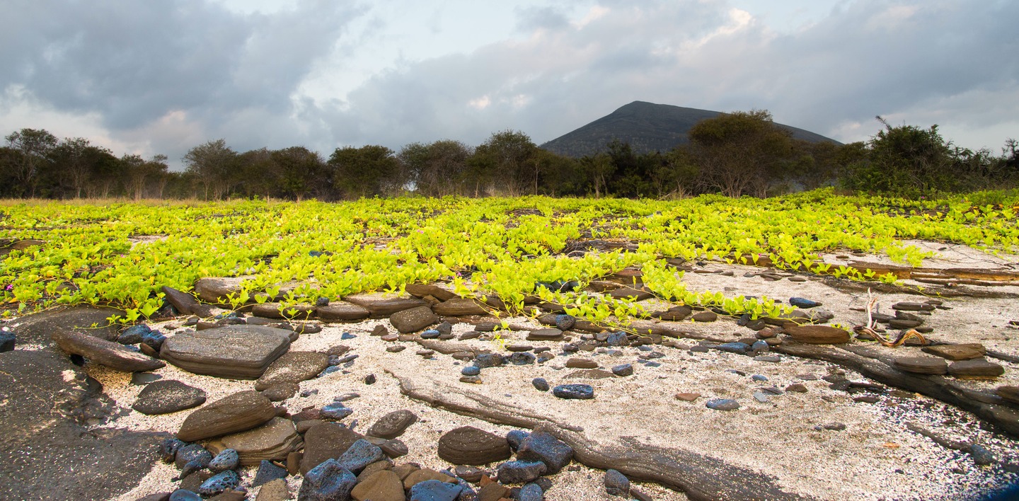 108_Lava beach_Iguanas-tame birds_Santiago_Puerto Egas