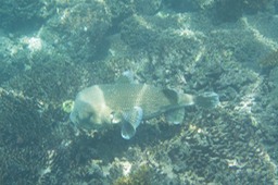 57_Turtles and others_Isabela_Punta Vicente Roca